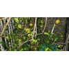 Sarahida 10 Seeds Gigant Lemons Organic Citrus Tree From Florida