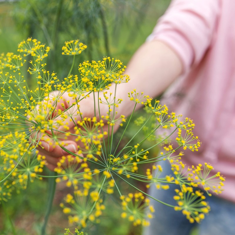 The Old Farmer's Almanac Organic Dill (Bouquet) Seeds - Approx