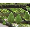 Chayote Squash 1 Sprouted Chayote Squash Ready To Plant Buy