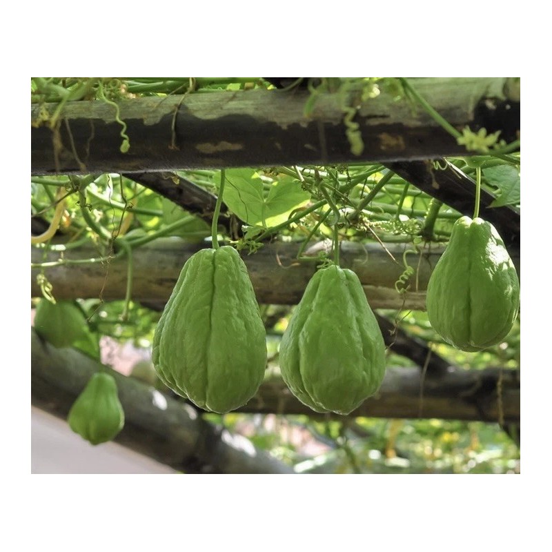 Chayote Squash 1 Sprouted Chayote Squash Ready To Plant Buy