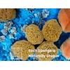XXL Sea Sponge Very Large 20cm Unbleached Honeycomb Natural Seasponge