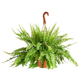 Shop Succulents Queen Fern Plant, Hanging Live Indoor Plant, Easy Care Hanging Trailing Houseplant in Nursery Pot, Air Purifying Plant in Soil, Housewarming, Home Décor, Trails 2-3 Feet