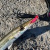 DAIWA Kamas Lure, Kamas Hunter Shad, Pink Sardine