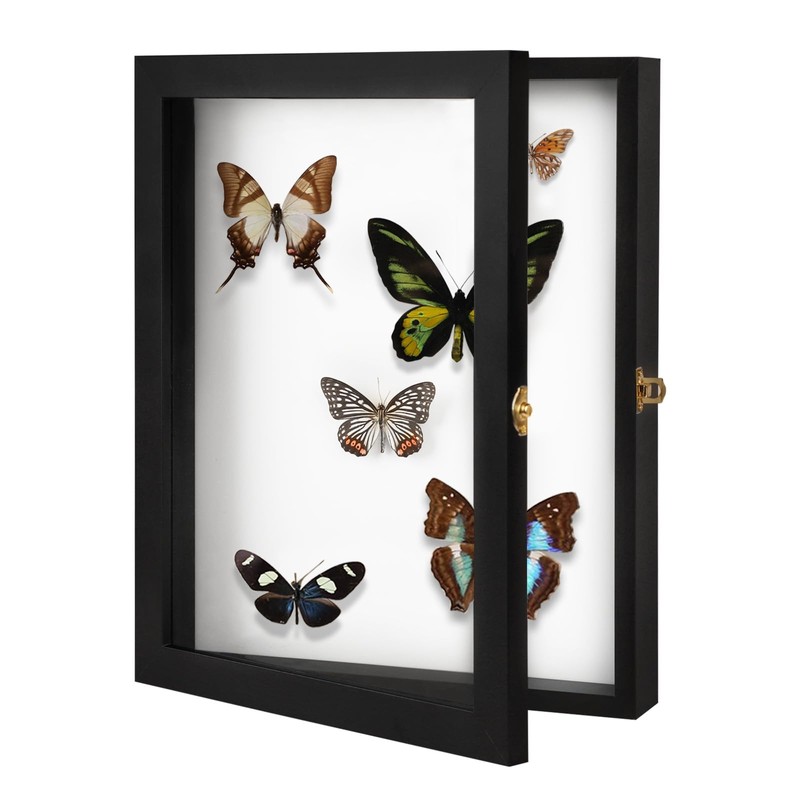 IHEIPYE Insect Display Case Bug Display Collection Box Large Black