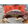 AirFly Crab and Lobster Gauge - Measure for Dungeness, Rock