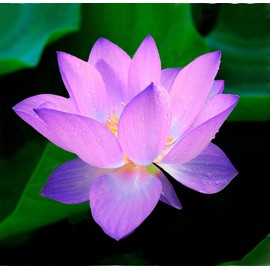 60PCS Premium Lotus Seeds for Planting in Water - Mixed Color Bowl Flower for Ponds, Bonsai, Indoor Water Gardens & Lotus Bowl Planter - Non-GMO, High Germination, Easy Grow Water Lily Seeds