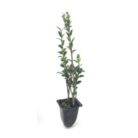 Sky Pencil Japanese Holly - 40 Live Plants - Ilex Crenata - Formal Low Maintenance Evergreen