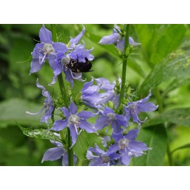 Fresh American bluebell Campanula americana Native 300 seeds Fresh From 2024 Organic