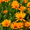 Outsidepride Orange African Daisy Seeds - 2000 Pcs. Annual Flower