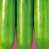 Straightup Nature Fresh Korean Squash King Ka Ae Seeds |