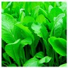 500 Florida Broadleaf Mustard Seeds | Non-GMO | Heirloom | Instant Latch Garden Seeds