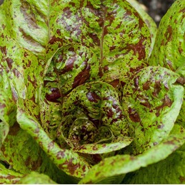 TomorrowSeeds - Freckles Romaine Lettuce Seeds - 500+ Count Packet - for 2024 Lactuca Red Speckled Freckled Green Leaf Salad Green Cos Spinach Non