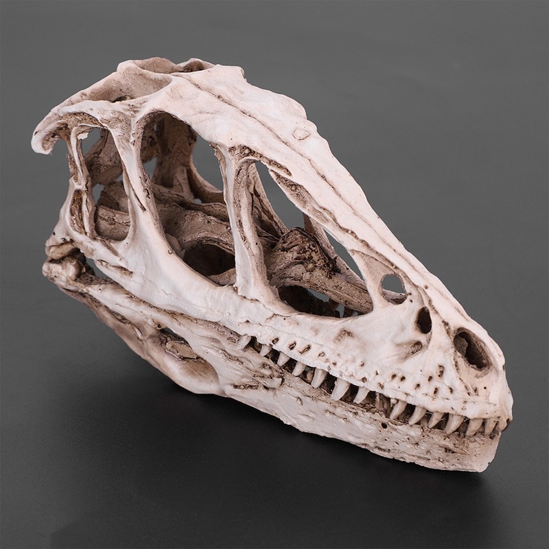 Resin Dinosaur Skull Model Simulated Animal Skeleton Home Office Decor