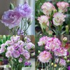Lisianthus Flower Seeds for Planting - 300+ Annual Lisianthus Double