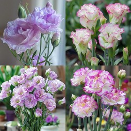 Lisianthus Flower Seeds for Planting - 300+ Annual Lisianthus Double Flower Seeds Garden Outdoor