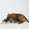 SPOT Bam-Bones Bone - Made with Strong Bamboo Fiber, Durable