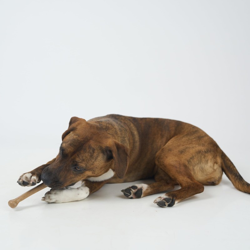 SPOT Bam-Bones Bone - Made with Strong Bamboo Fiber, Durable