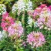 SeedsUP - 200+ Seeds Spider Plant Queen Mix Cleome -