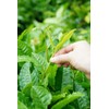 HOYNISE Organic Black Tea, Loose Leaf 3.5 Ounce, High Elevation