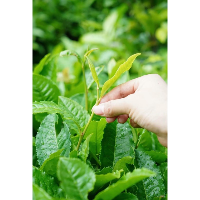 HOYNISE Organic Black Tea, Loose Leaf 3.5 Ounce, High Elevation