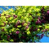 10 Seeds Chocolate Vine 3-Leaf Akebia trifoliata | Hardy Fruit