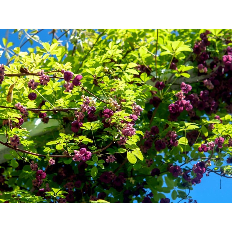 10 Seeds Chocolate Vine 3-Leaf Akebia trifoliata | Hardy Fruit