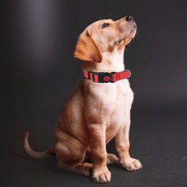 Reflective Nylon Dog Collar with Safety Buckle, Adjustable Pet Collars with Soft Neoprene Padding (Red, L)