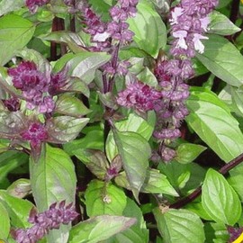 Everwilde Farms - 1 Oz Cinnamon Basil Herb Seeds - Gold Vault