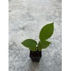 Tree Cherimoya Plant With Pot 8” Seedling Ready To Plant