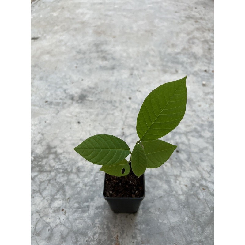 Tree Cherimoya Plant With Pot 8” Seedling Ready To Plant