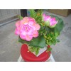 Plastic Artificial Lotus Flower with White Square Procelain Pot