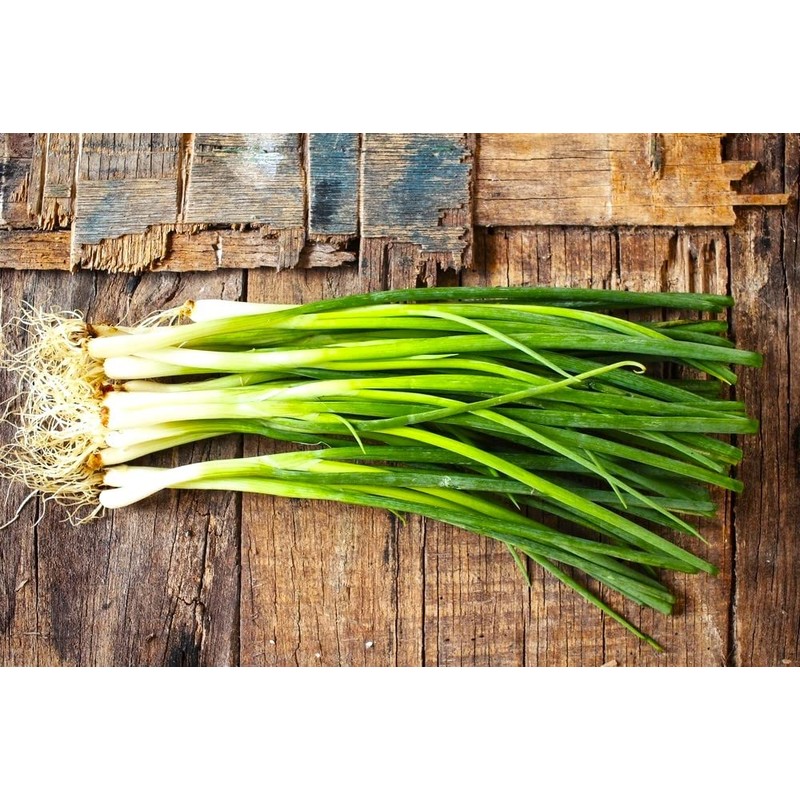 Bunching Green Onion Seeds Scallions About 300 Non-GMO Seeds for