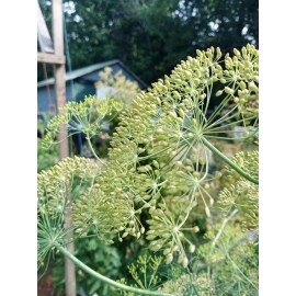 25+ Long Island Mammoth Dill seeds, Heirloom, Organic, Non GMO, USA seller