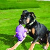 Kong Phatz Pig Dog Toy, Small