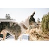 Carhartt Nylon Duck Dog Collar, Fully Adjustable Durable 2-Ply Cordura