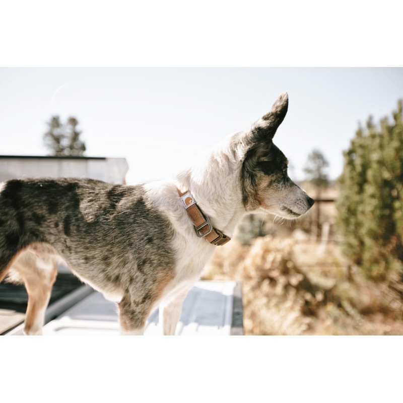 Carhartt Nylon Duck Dog Collar, Fully Adjustable Durable 2-Ply Cordura