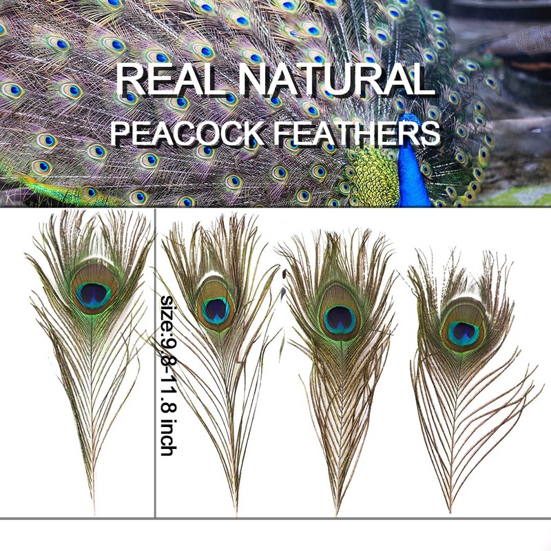 12pcs Beautiful Natural Peacock Feathers 25-30cm for DIY Wedding Holiday