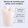 Tipodonto Tipo Nissiin Encía Suave Dientes