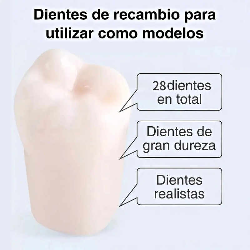 Tipodonto Tipo Nissiin Encía Suave Dientes