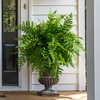 Bailikang 4PCS Artificial Boston Fern Fake Ferns Hanging Plant UV