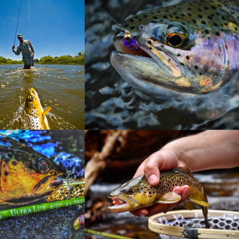 M MAXIMUMCATCH Maxcatch 6 Pack Fly Leader Line Fly Line