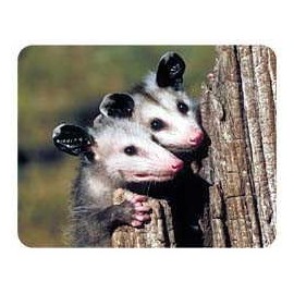 Opossum Coasters