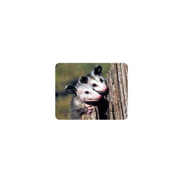 Opossum Coasters