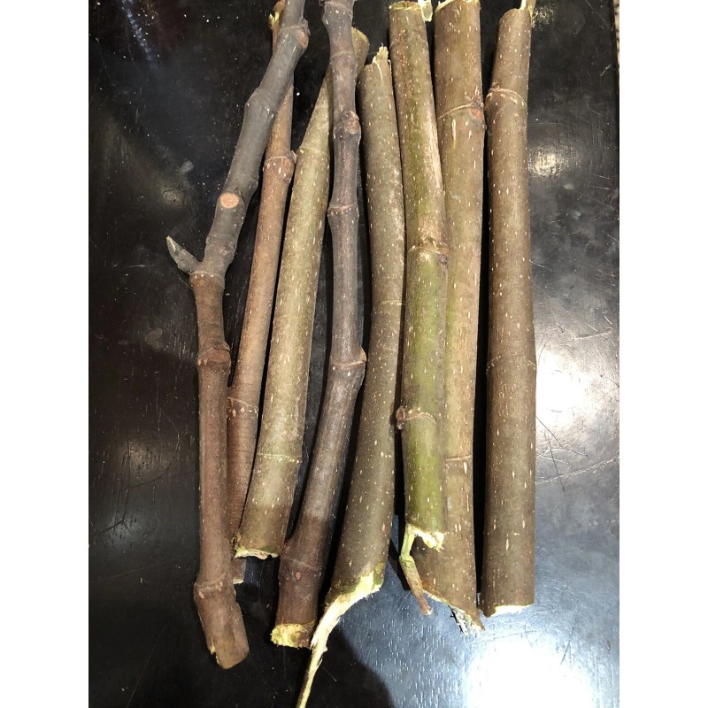 Tree peter honey fig tree cutting for sale