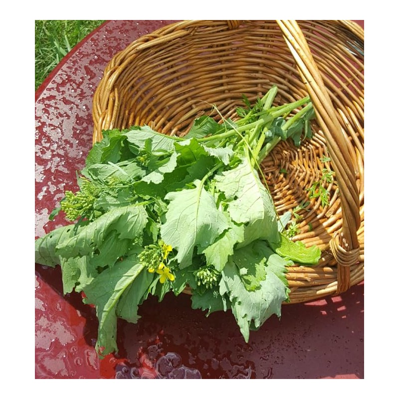 TomorrowSeeds - Broccoli Rabe (Rapini) Seeds - 3000+ Count -