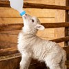 2PCS 800ml Lamb Feeding Bottle Goat Feeder Bottles Hang Upside