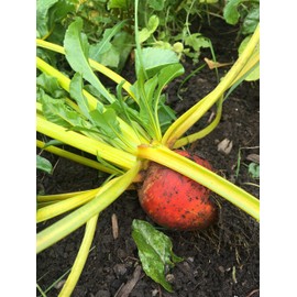 TomorrowSeeds - Golden Beet Seeds - 100+ Count - for 2025 Planting Yellow Beets Orange Beetroot Gold Sunset Turnips Detroit Non-GMO Heirloom Root Vegetable Grow Your Own Home Farm Patio Healthy