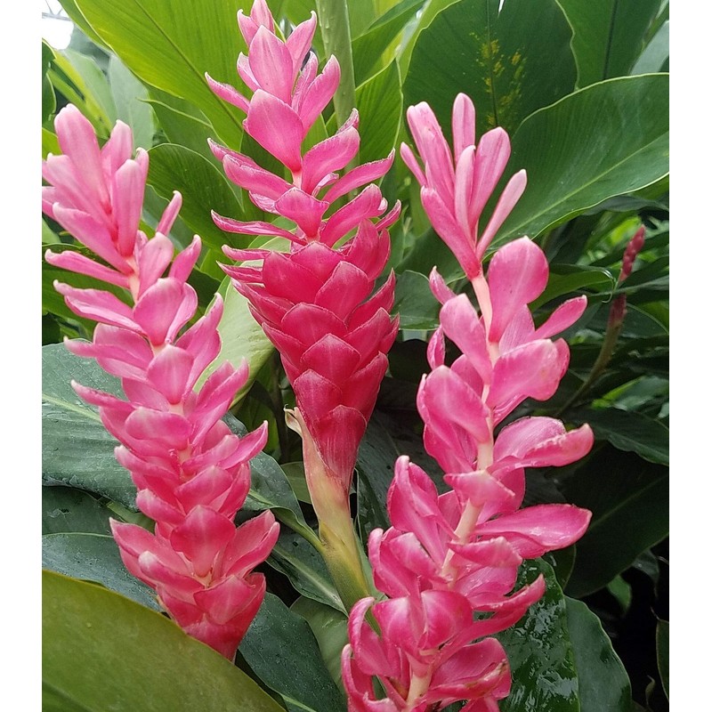 Pink Hawaiian Ginger Alpinia Purpurata Roots and Plants Kanoa Hawaii