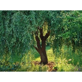 CZ Grain 10 Corkscrew Willow Tree Cuttings Leaves and Branches Curl Very Distinctly