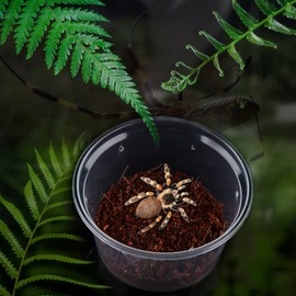 10 Pcs Spider Terrariums Breeding Box Small Round Hatching Container Acrylic Feeding Box for Spider Scorpion Centipede Insect